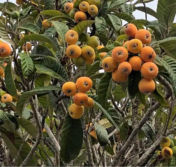 Nespera: pra que serve o chá da folha e os benefícios da planta