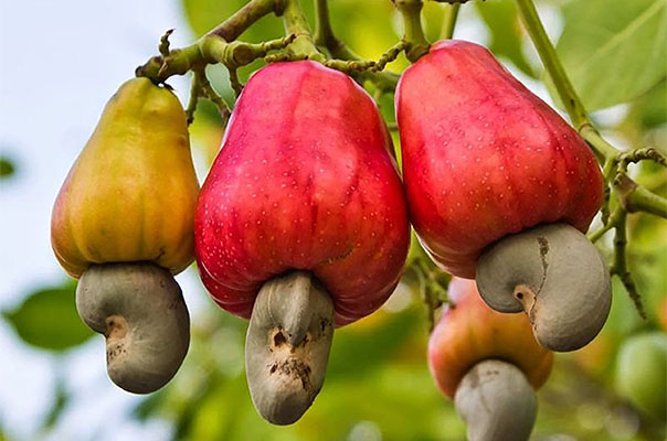 Caju: como consumir e quais os benefícios da fruta na dieta