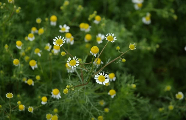 Camomila: benefícios, como usar e pra que serve o seu chá