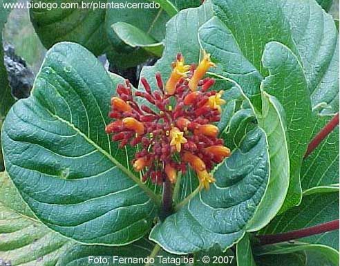 Bate-caixa: planta medicinal do cerrado