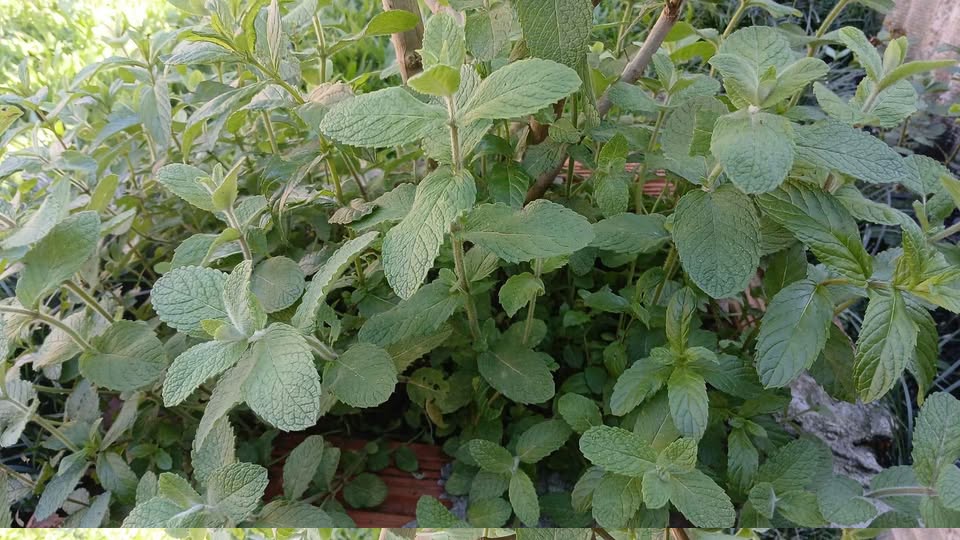 Hortelã: benefícios, como usar e para que serve o chá