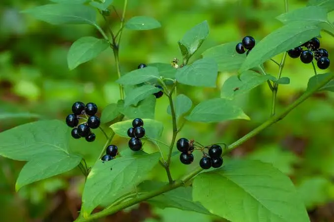 Maria-pretinha: conheça os beneficios dessa planta nutritiva