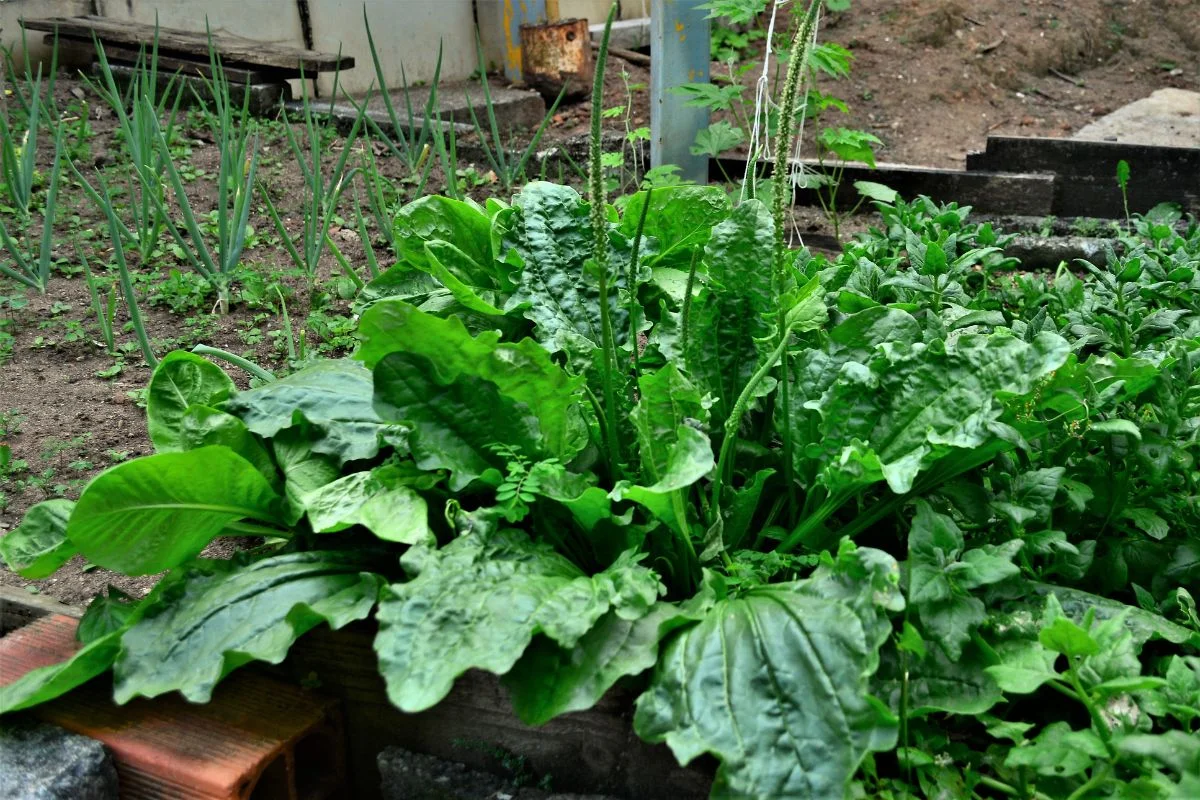 Tanchagem: para que serve e como usar