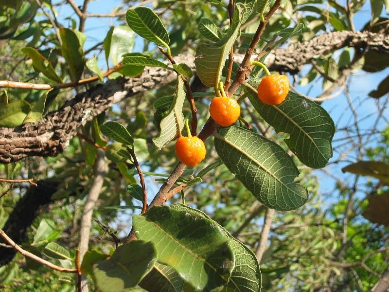 Mama-cadela: o que é e quais seus benefícioos para a saúde