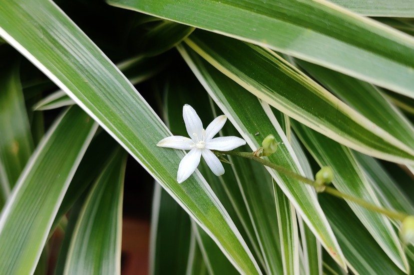 Clorofito: planta ornamental purificar ar