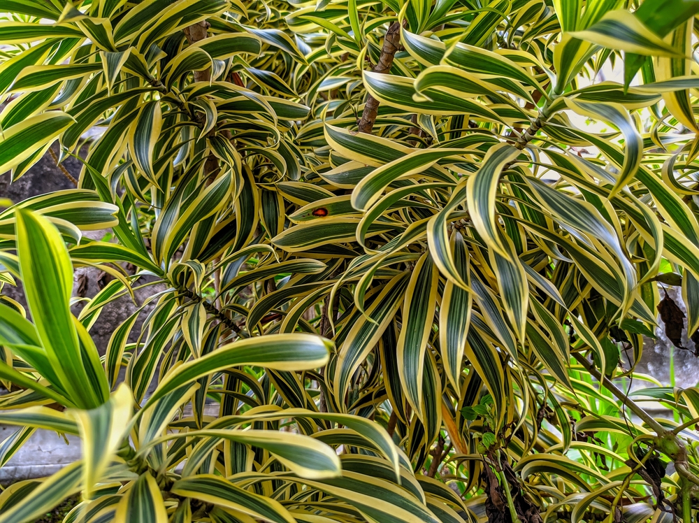 Dracena: planta ornamental de cuidado facil