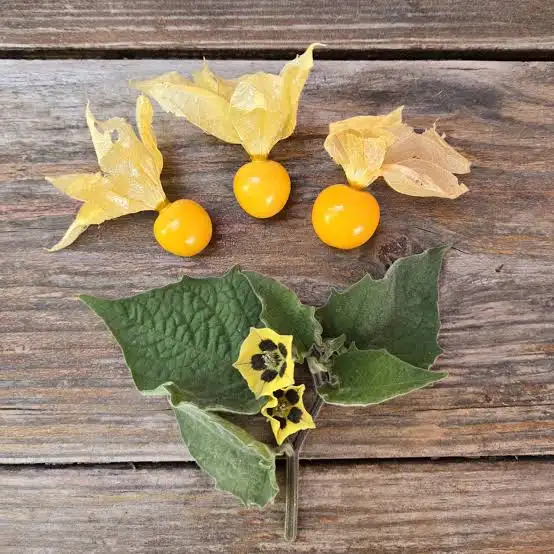 Canapum: conheça os benefícios da fruta e como utilizá-la