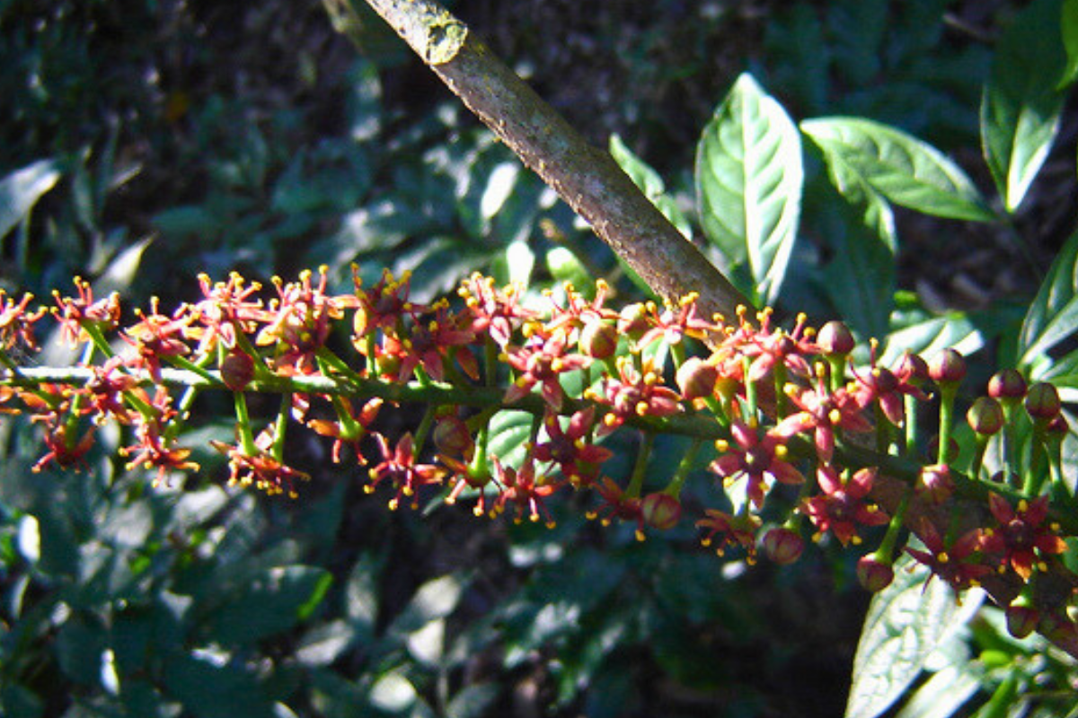 Jaborandi: o que é e quais os benefícios