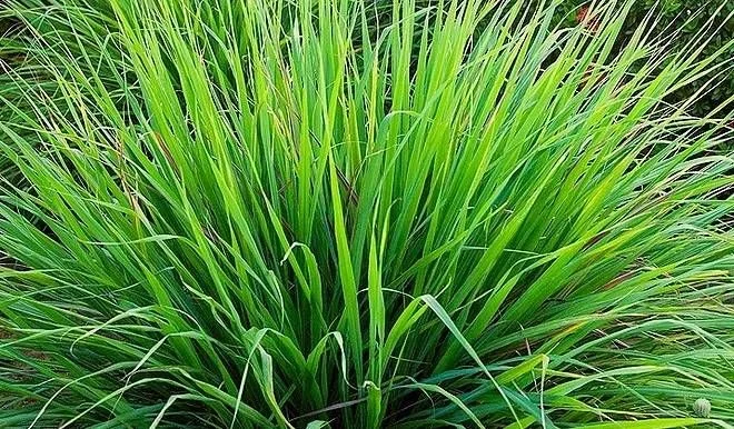 Capim-santo: pra que serve e como usar