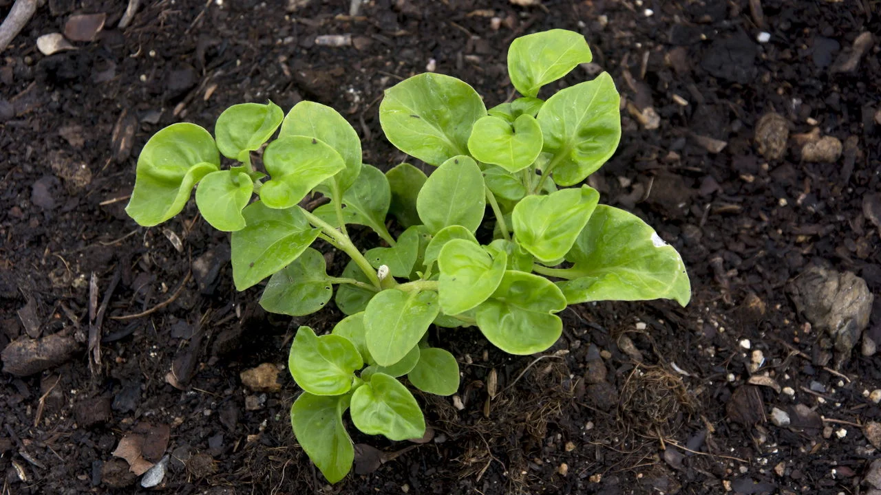 Agrião: como usar e quais os  benefícios