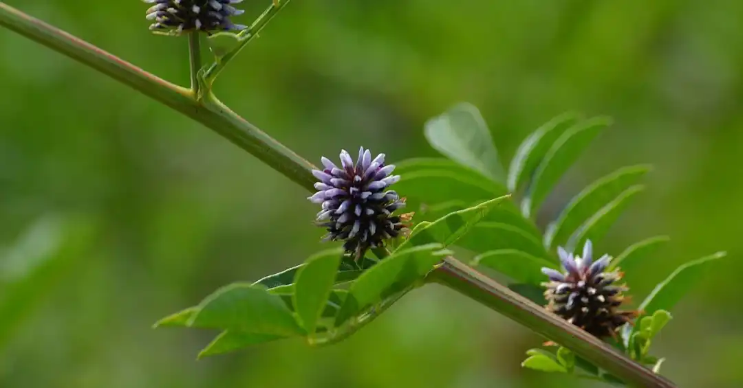 Alcaçuz: o que é, para que serve e como usar