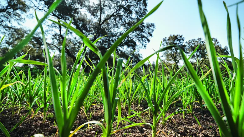 Alho: conheça seus benefícios e como usar