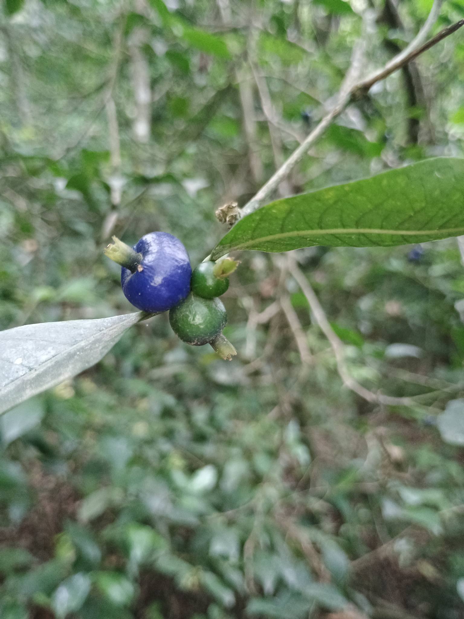 Araçá-de-macaco ou Araçá-zul: pra que serve e como usar