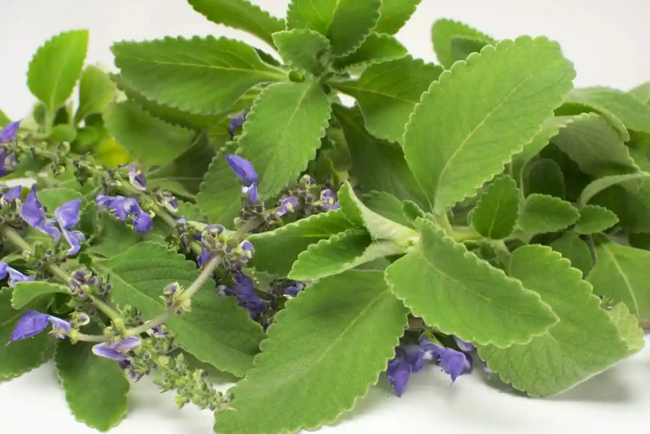 Boldo: como usar e quais os beneficios