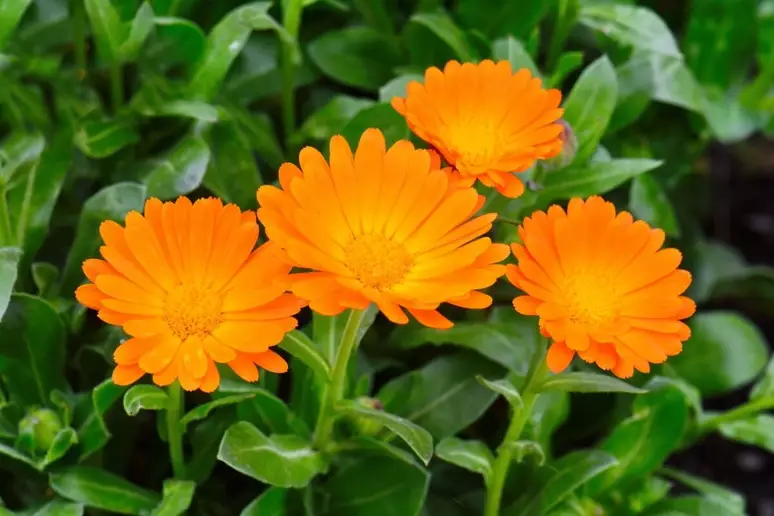 Calendula: como usar e quais benefícios