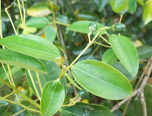 Canela: para que serve, como usar e os beneficios