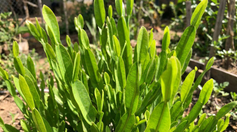 Carqueja: para que serve, como usar e benefícios