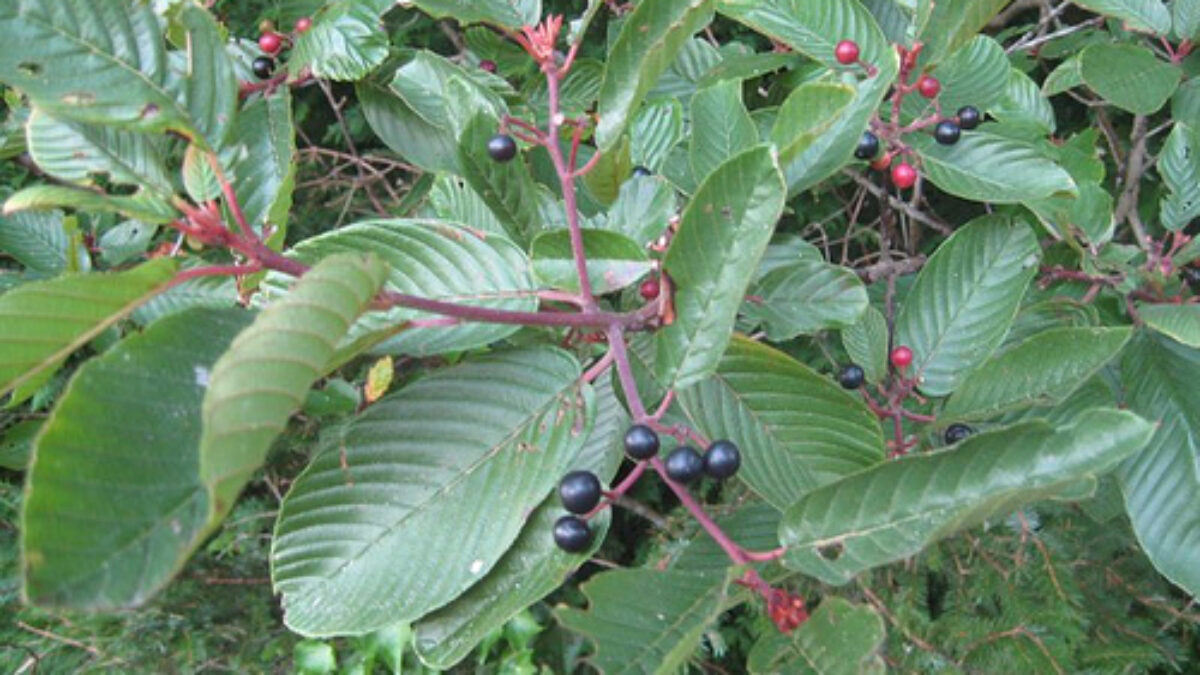 cáscara-sagrada: pra que serve e como usar