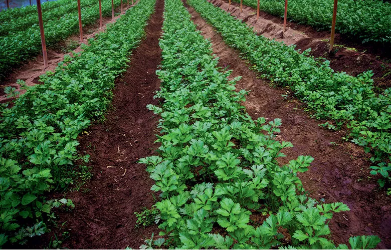 Coentro: mais que um tempero, uma erva com benefícios