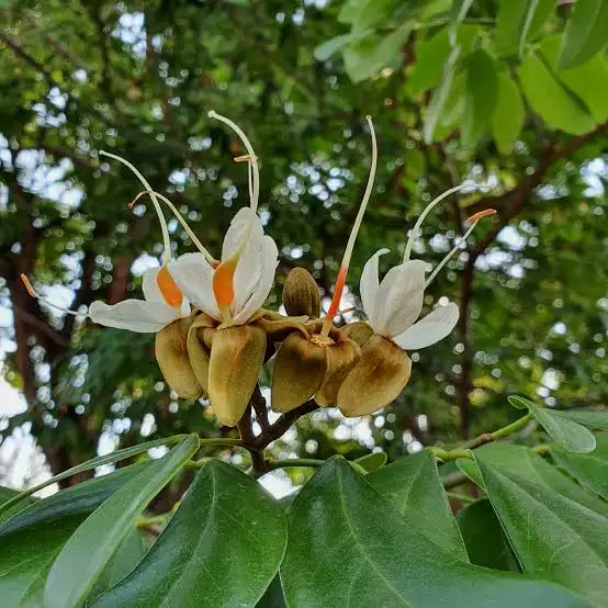 Jatobá: descubra benefícios da casca e outras partes da planta