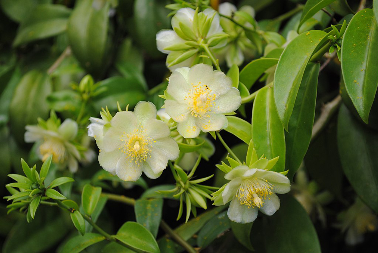 Ora-pro-nobis: o que é, como consumir e quais os benefícios