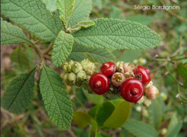 Erva-Baleeira: como usar, pra que serve e benefícios para a saúde