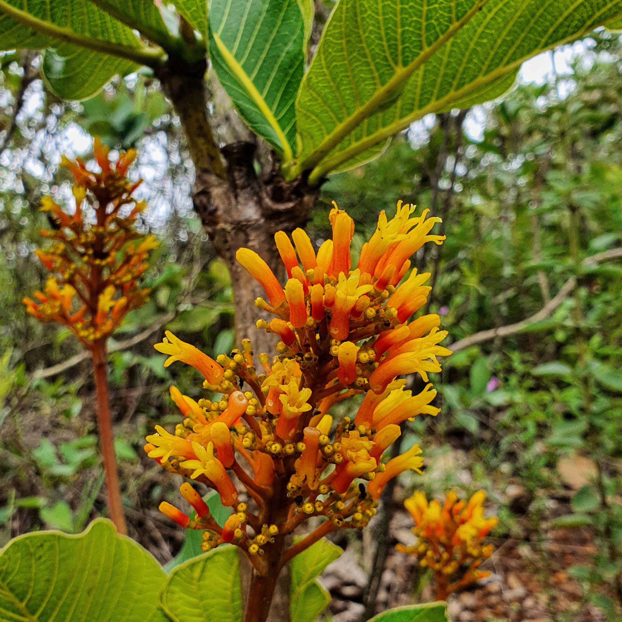 Bate-caixa: planta medicinal do cerrado