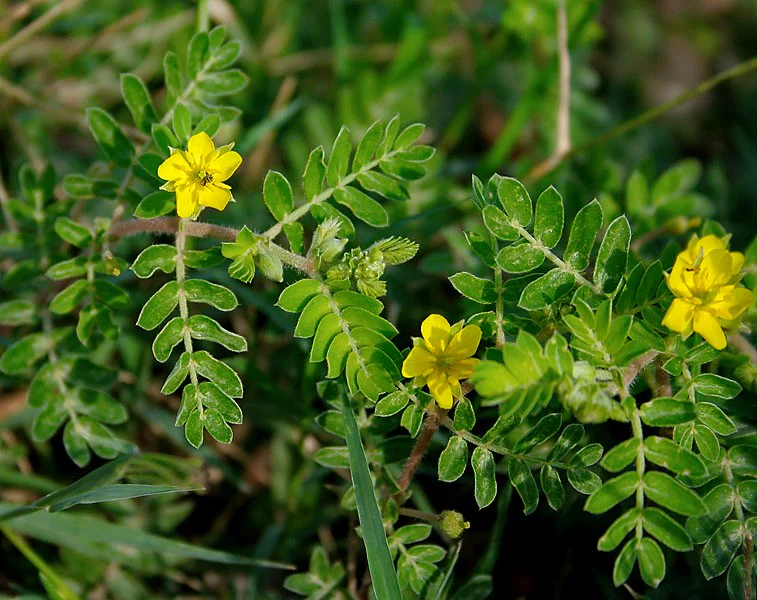 Tribulus-terrestris: para que serve planta usada há milênios