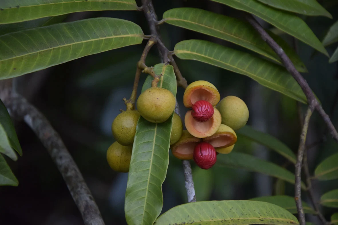 Ucuuba: benefícios da manteiga para reparação profunda na pele