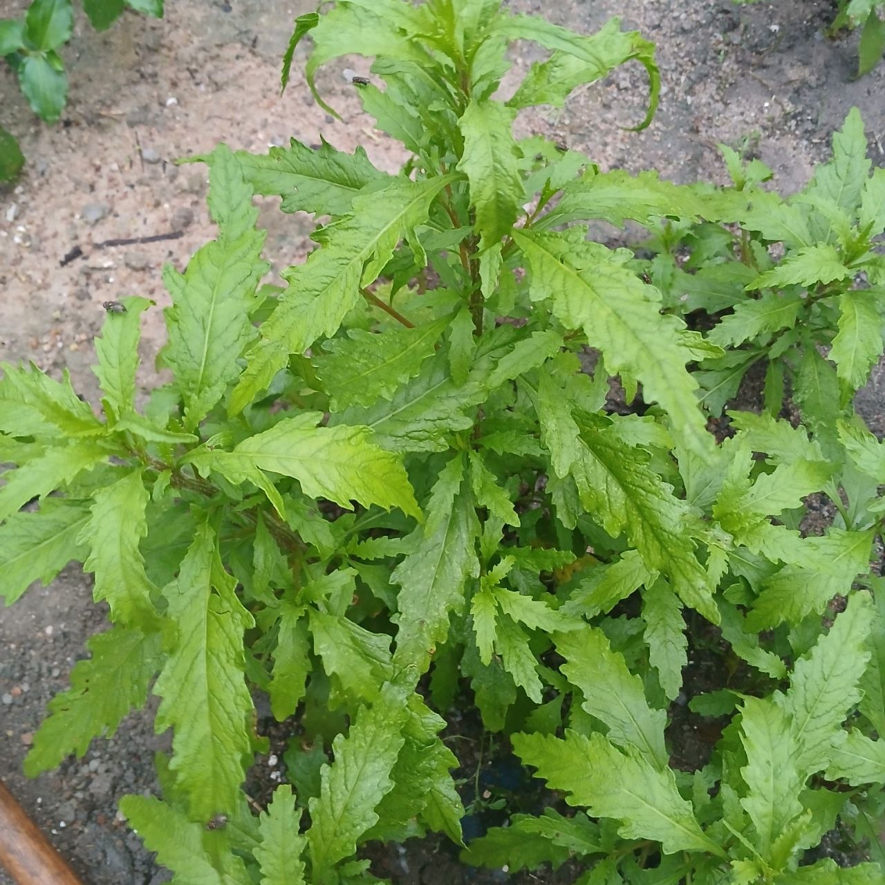 Matruz: pra que serve e quais os benefícios