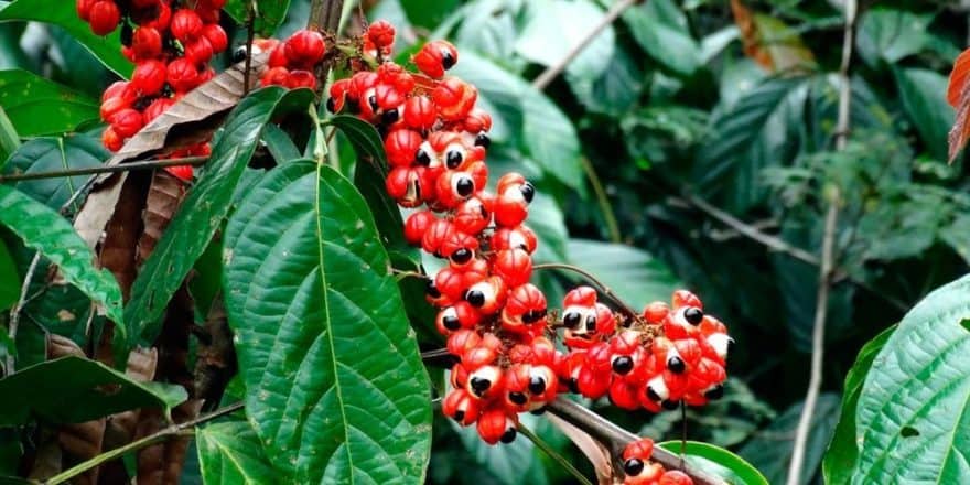 Guaraná: para que serve e como usar